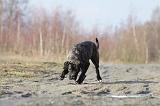 CANE CORSO 803